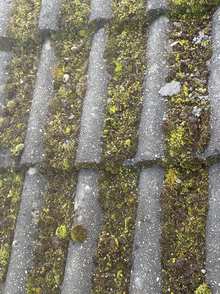 Concrete roof tiles heavily covered in moss, before removal